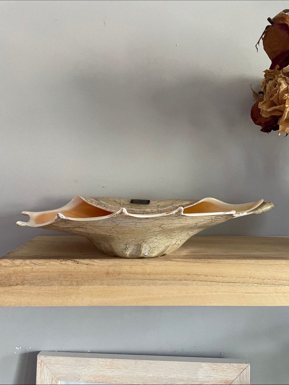 Handcrafted Glass Conch Shell Bowl in Sand cracle effect like color glass Europa